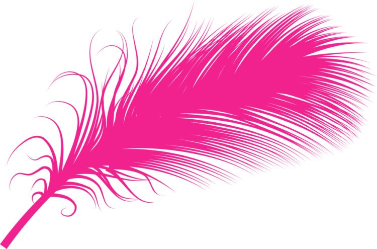 a pink feather on white background