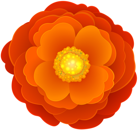 an orange flower on a white background