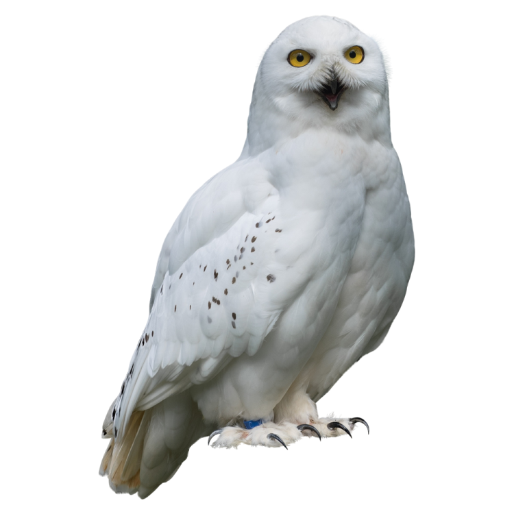 a white owl with yellow eyes sitting on top of its head