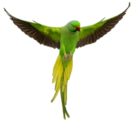 a green parrot flying through the air