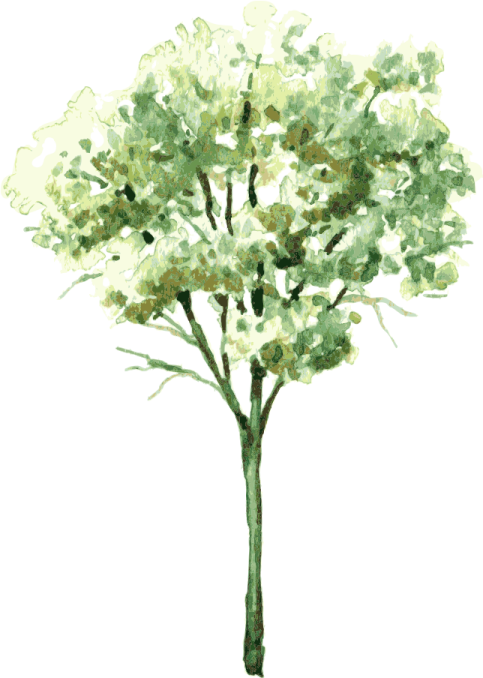 a watercolor painting of a tree