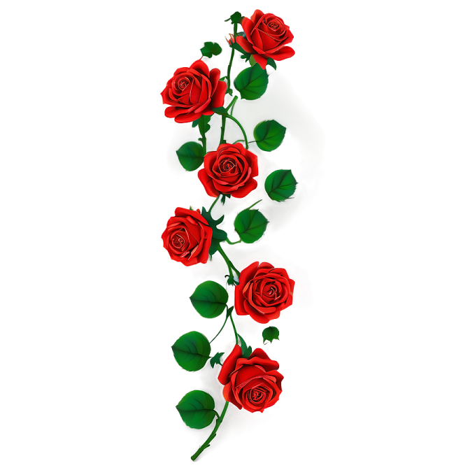 three red roses on a white background