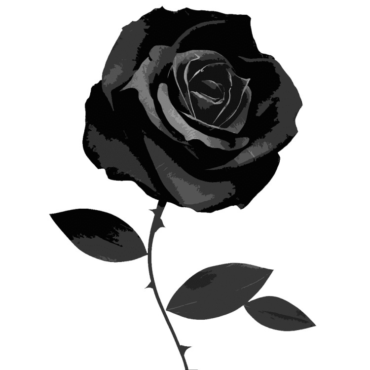 a black rose on a white background