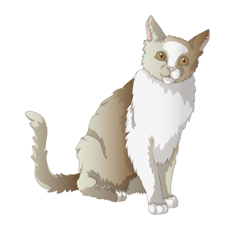 a gray and white cat sitting on the ground