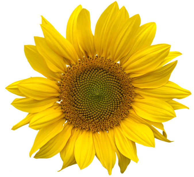 a yellow sunflower on a white background