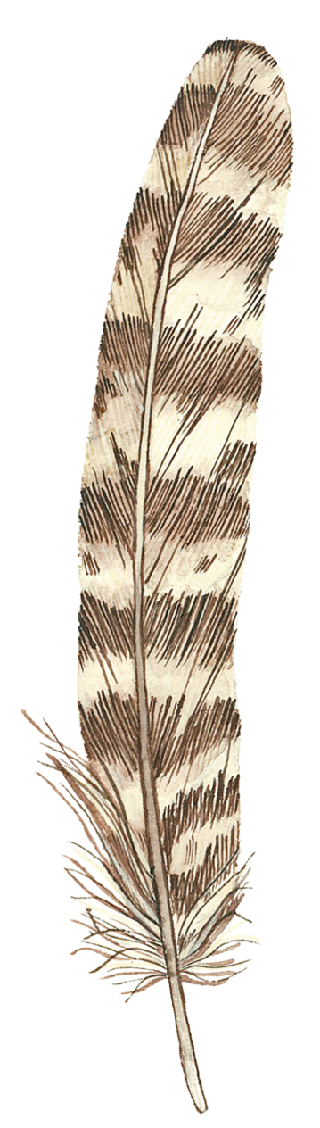 a drawing of a feather
