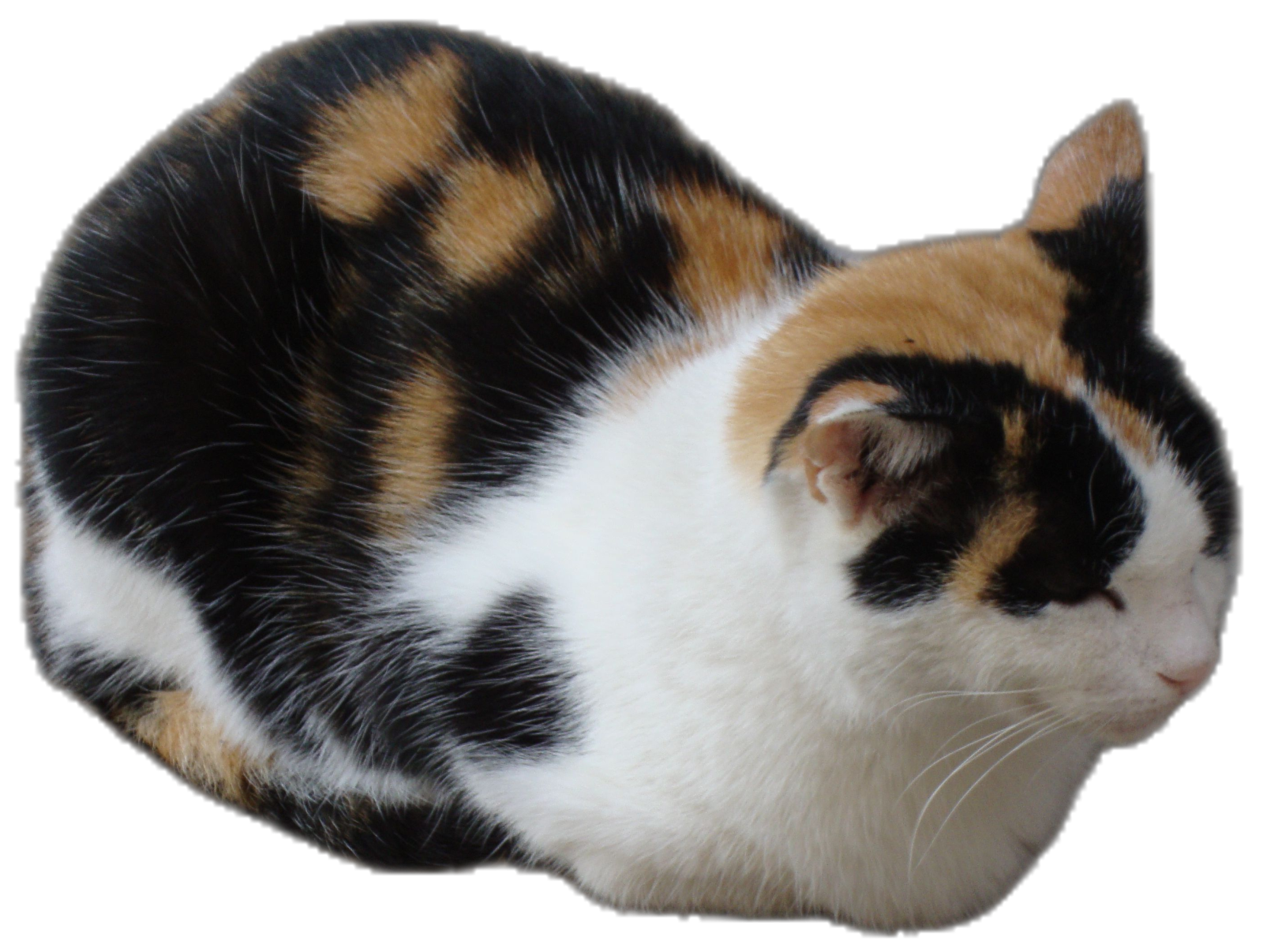 a black, orange and white cat
