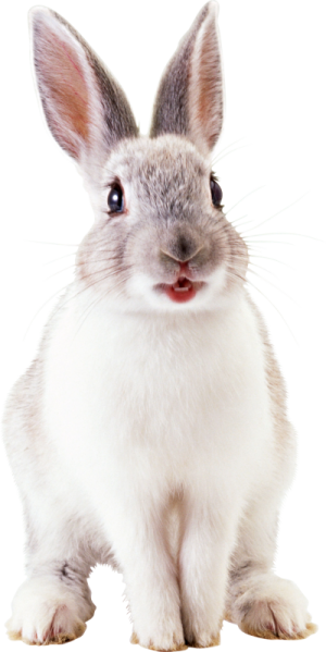 a small white rabbit sitting on the ground