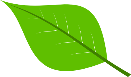 a green leaf on a white background