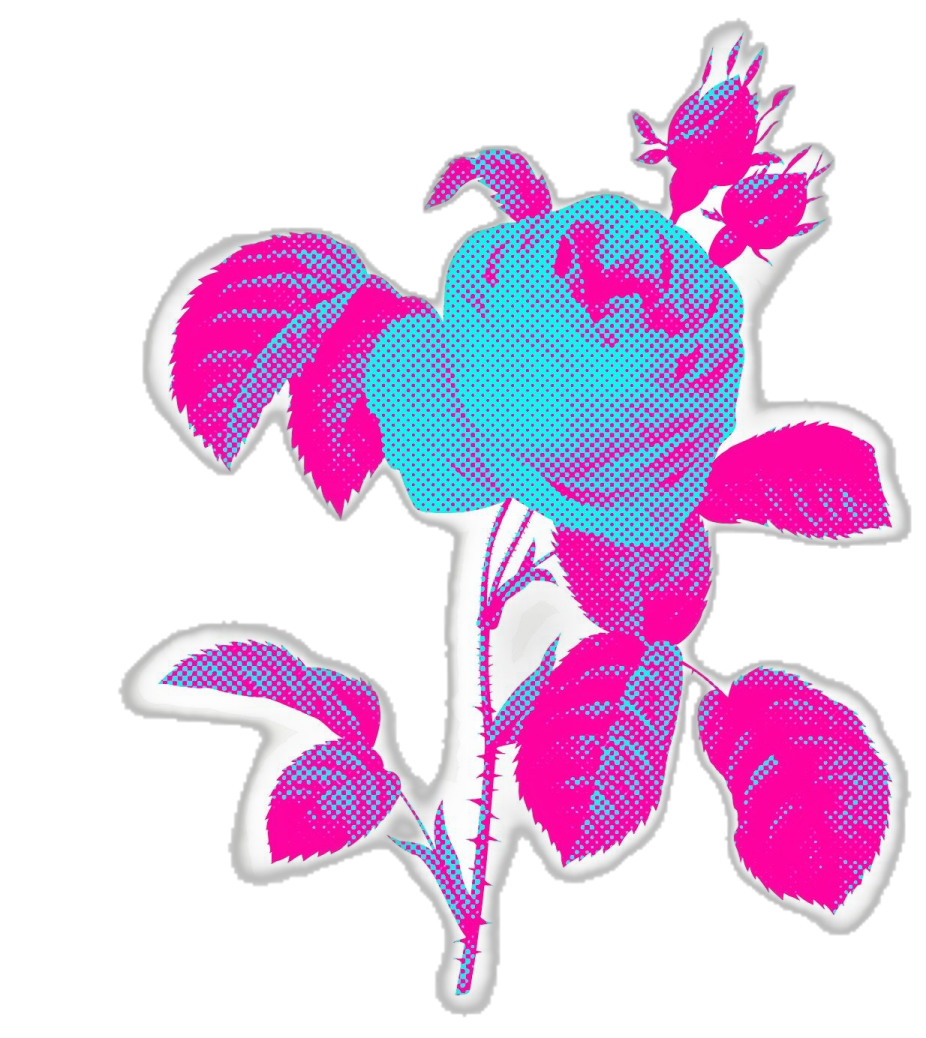 a pink rose on a white background