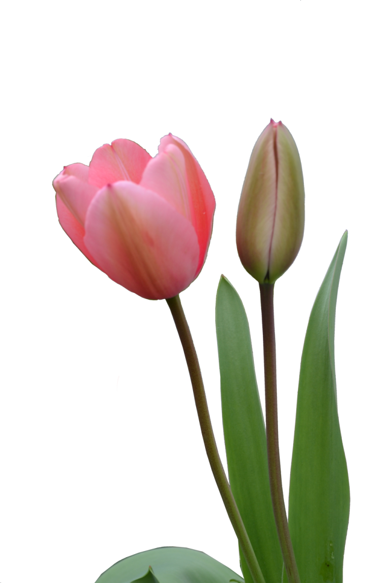 two pink tulips on a white background