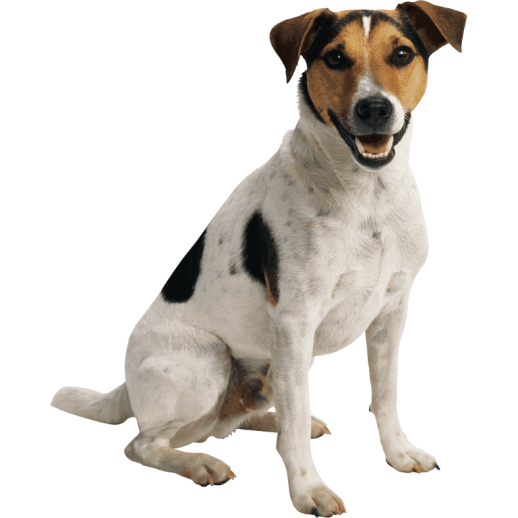 a black and white dog sitting on a white background