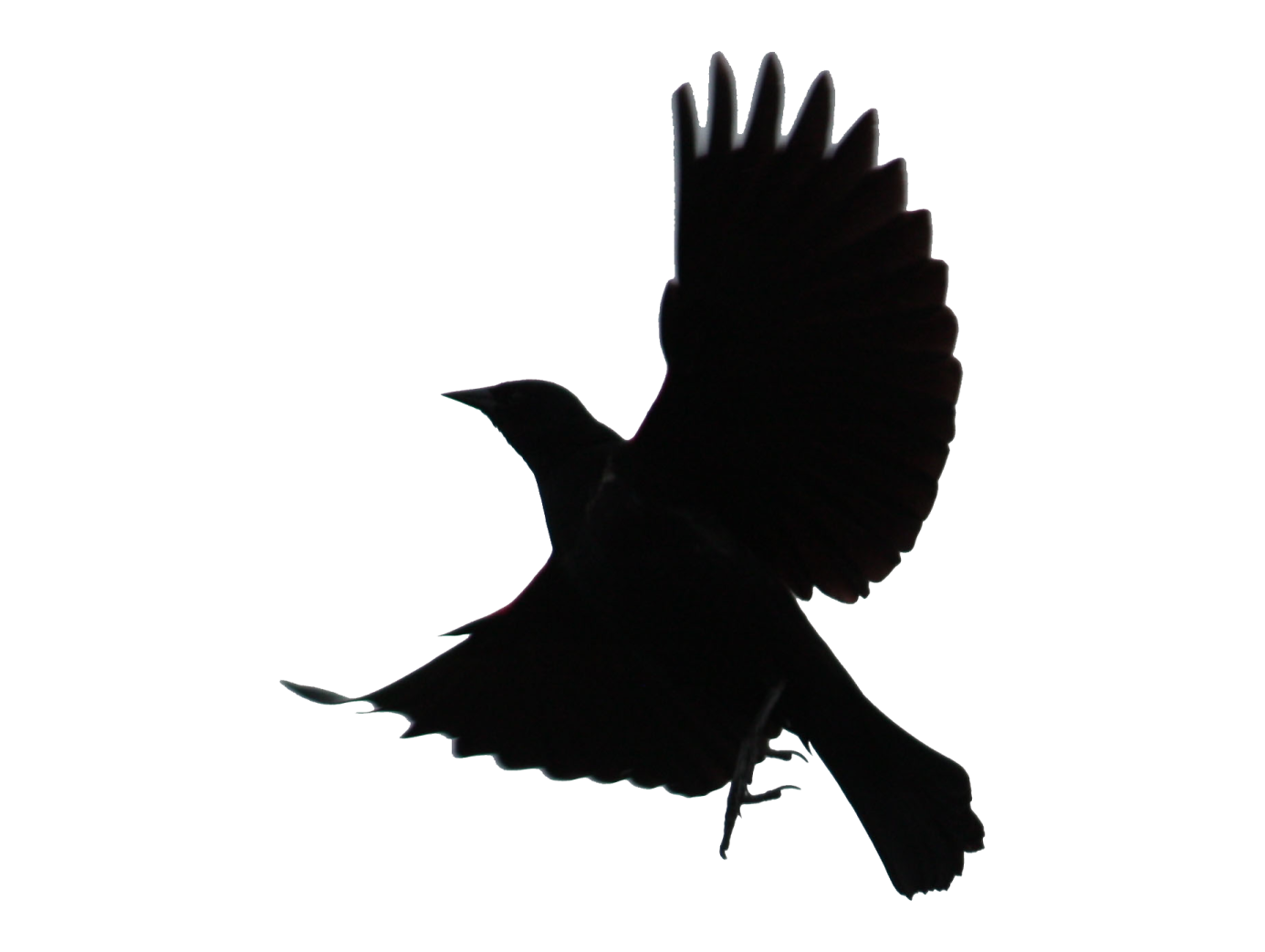 a black bird flying in the sky