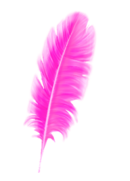 a pink feather on a white background
