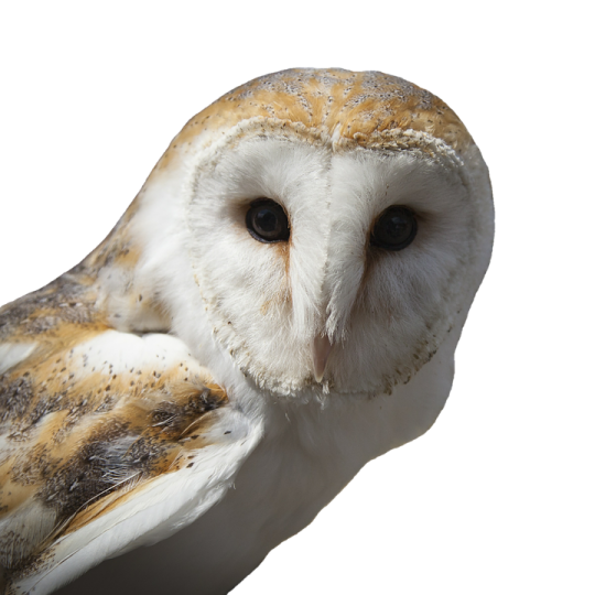 a close up of a barn owl on a white background