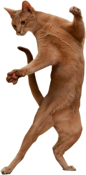 a cat standing on its hinds
