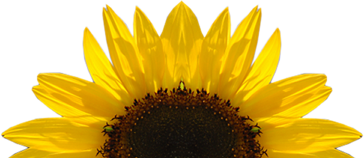 a sunflower on a white background