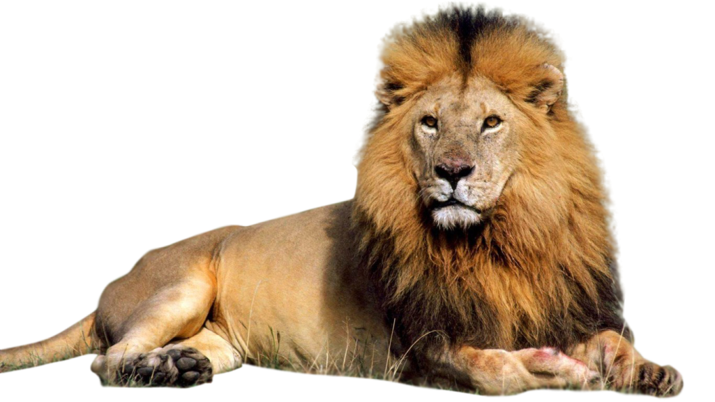 a lion laying down on the ground