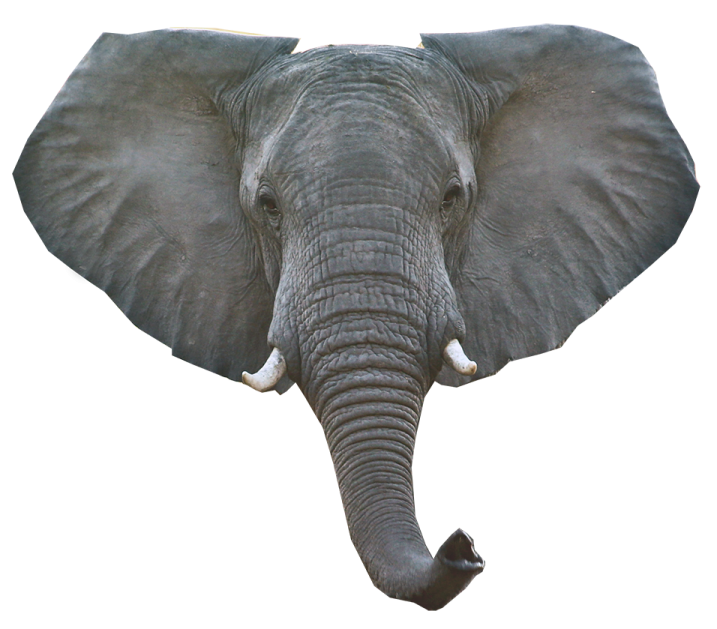 a close up of an elephant's head