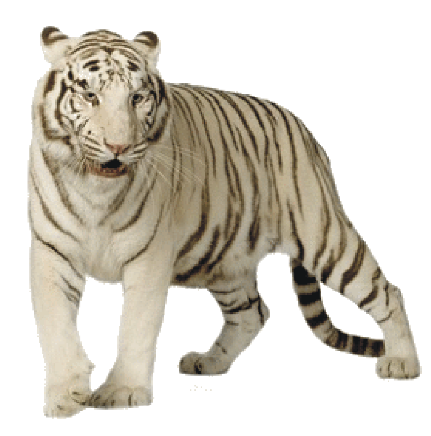 a white tiger is standing on the ground