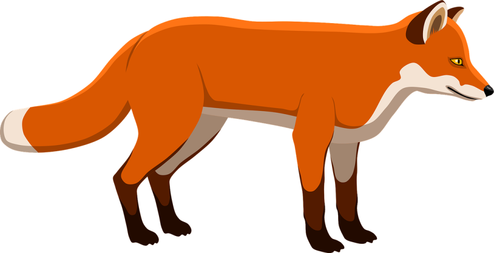 an orange fox standing on a white background