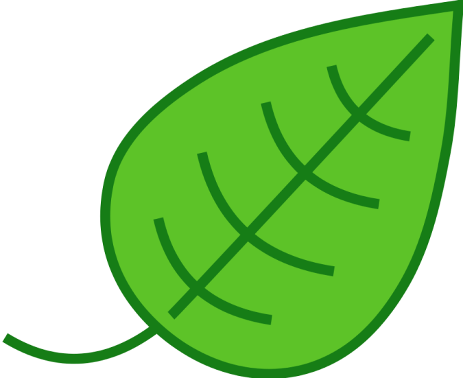 a green leaf on a white background