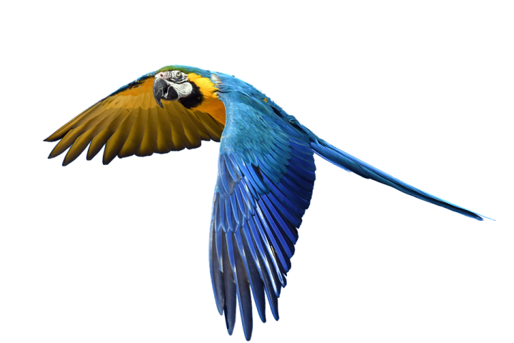 a blue and yellow parrot flying in the air