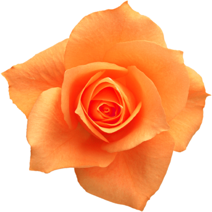 a single orange rose on a white background