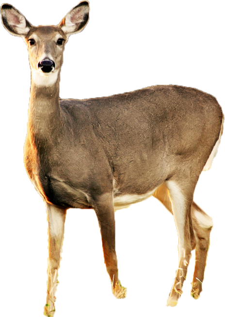 a deer standing in front of a white background