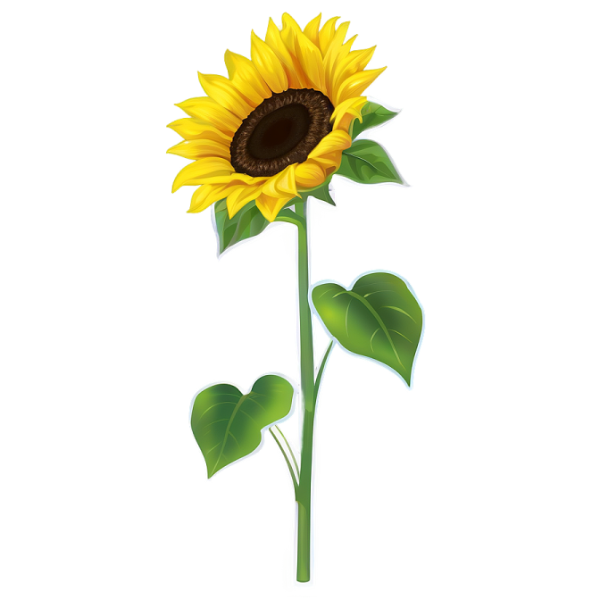 a sunflower on a white background