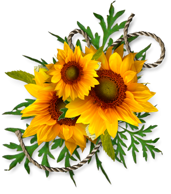 three yellow sunflowers with green leaves on white background