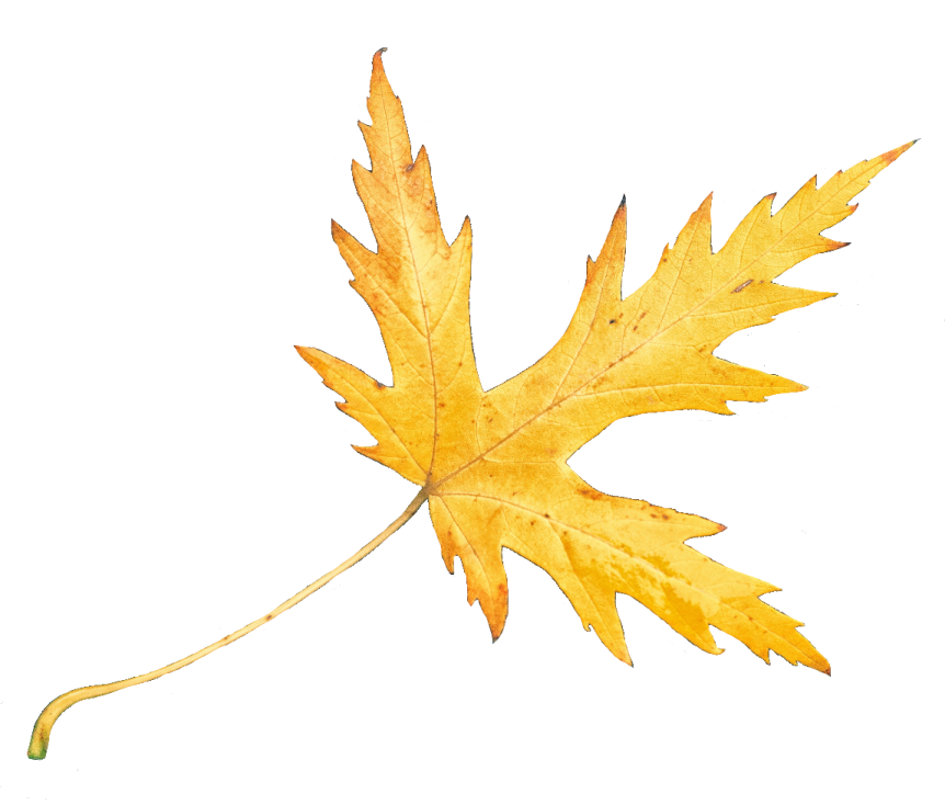 a yellow leaf on a white background