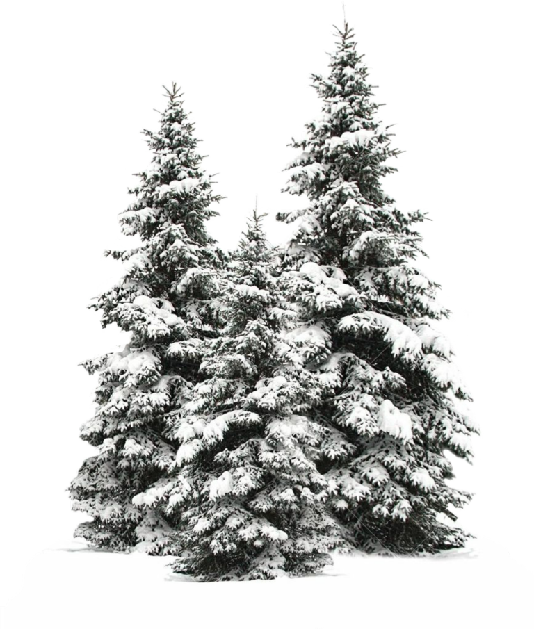 a small christmas tree covered in snow