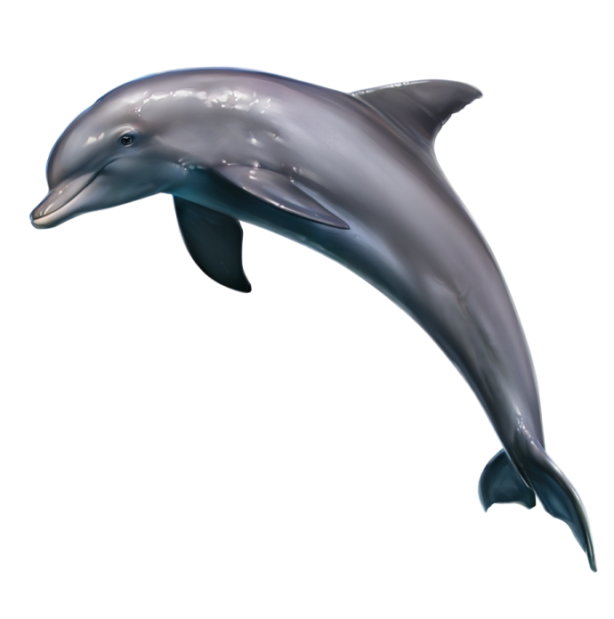 a dolphin jumping out of the water