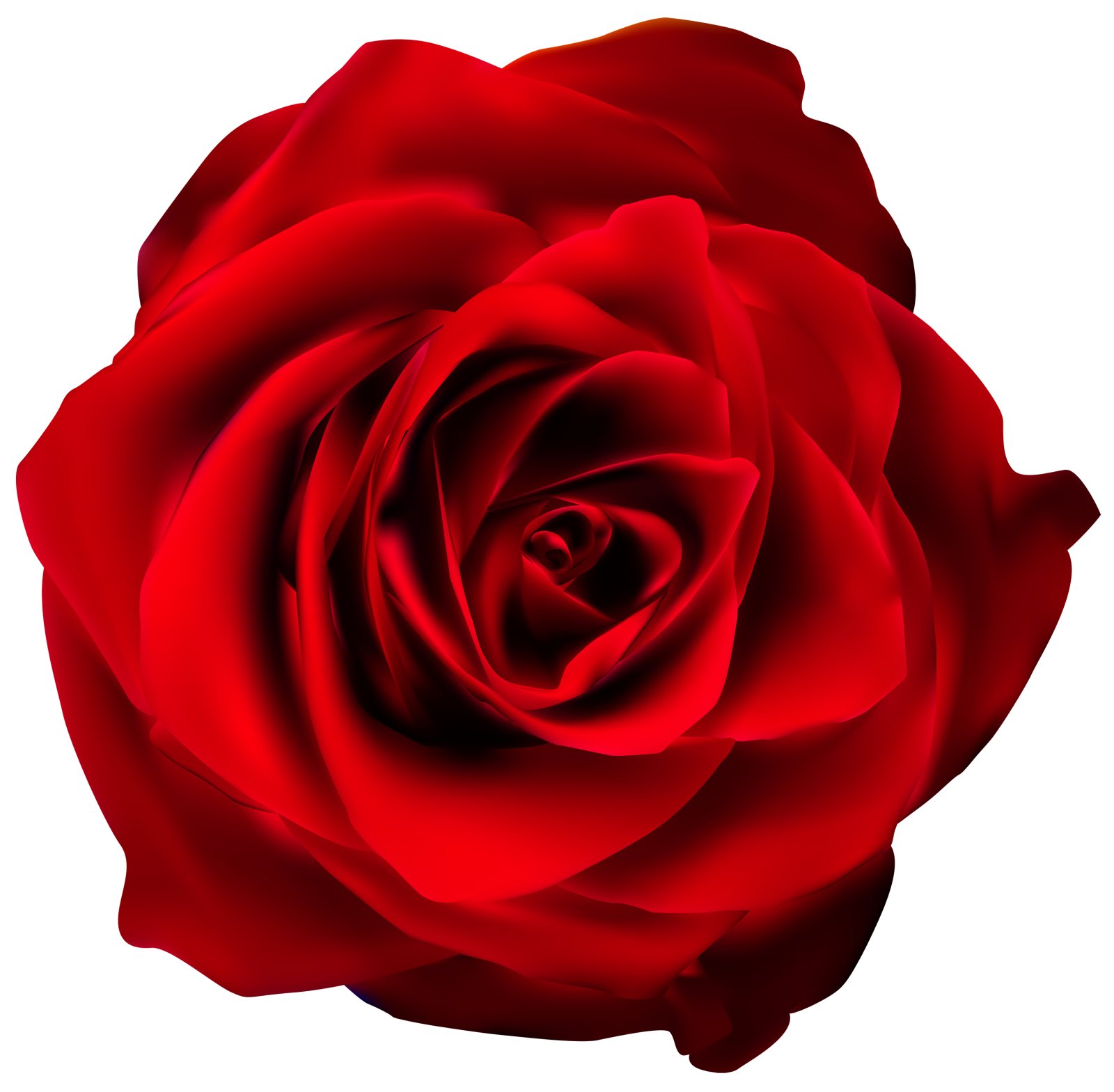 a red rose on a white background