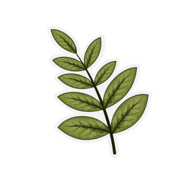a green leaf on a white background