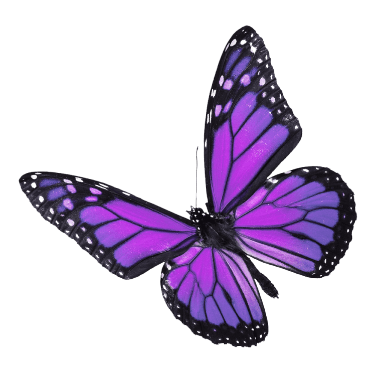 a purple butterfly on a white background