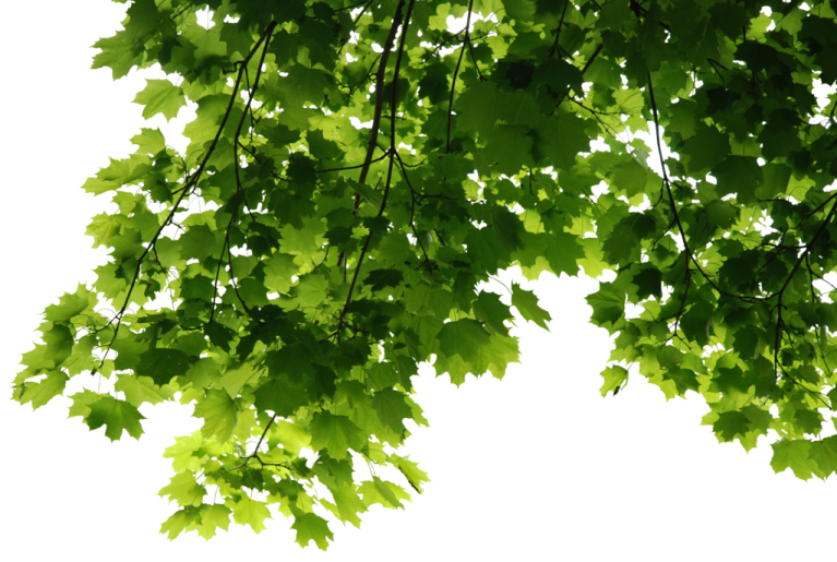 green leaves on a white background