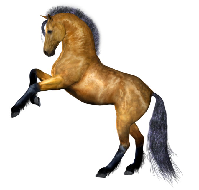 a horse is jumping in the air