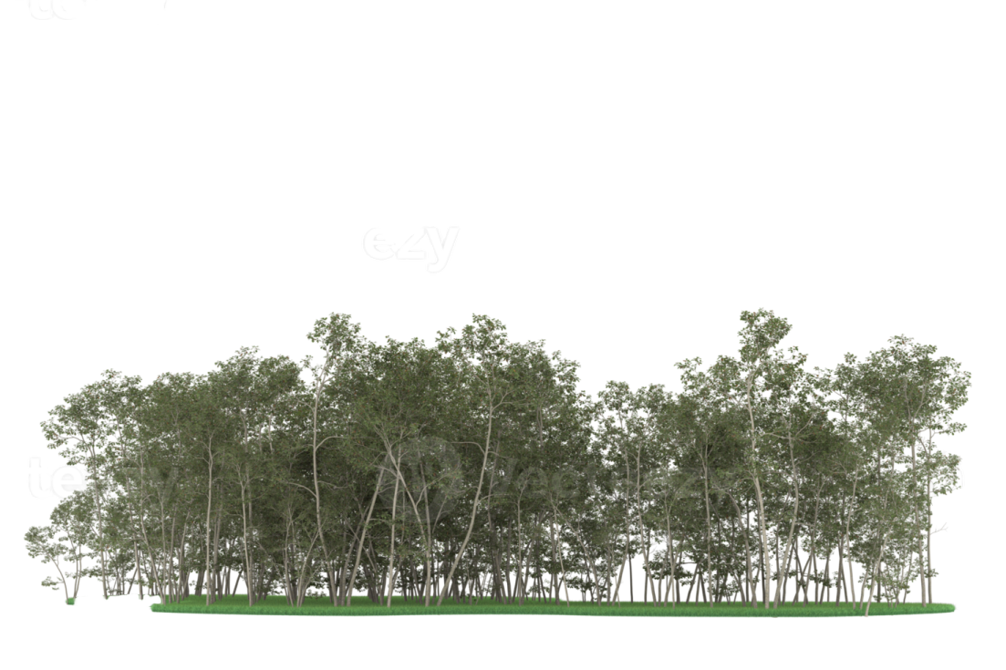 a row of trees on a white background