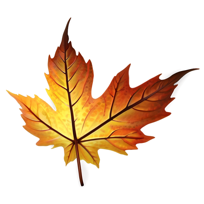 a maple leaf on a white background