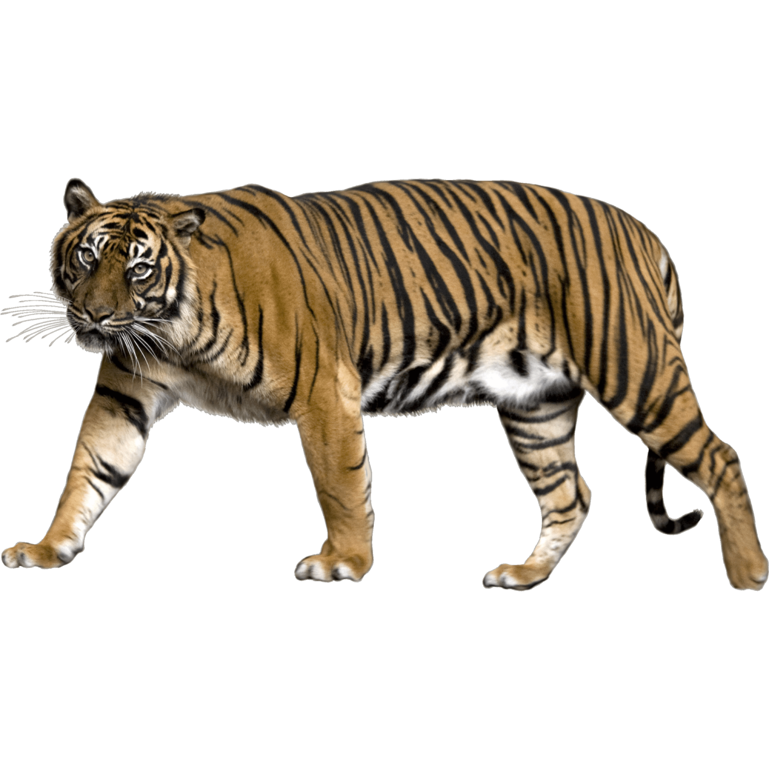 a tiger walking across a white surface