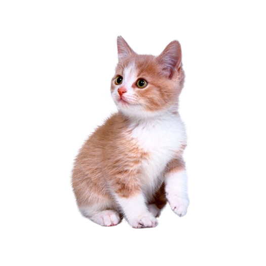 a small kitten sitting on top of a white surface