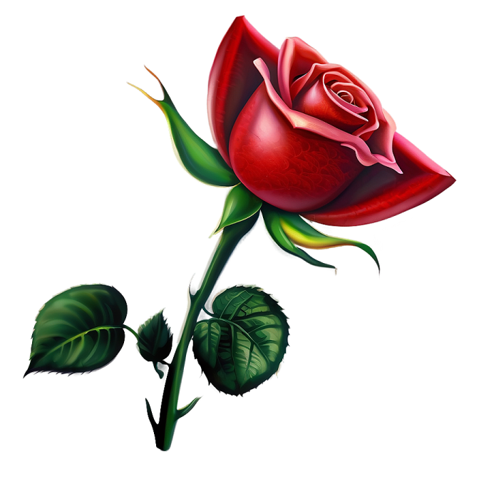 a red rose on a white background