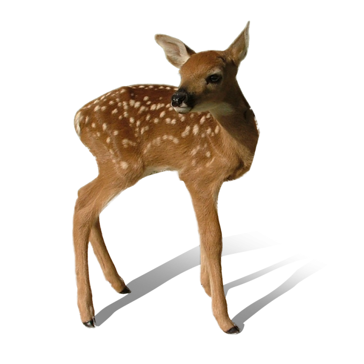 a baby deer standing in front of a white background
