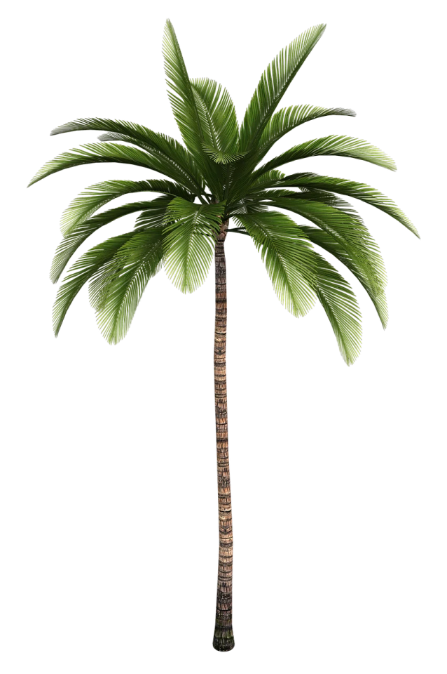 a palm tree on a white background