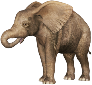 an elephant standing on a white background