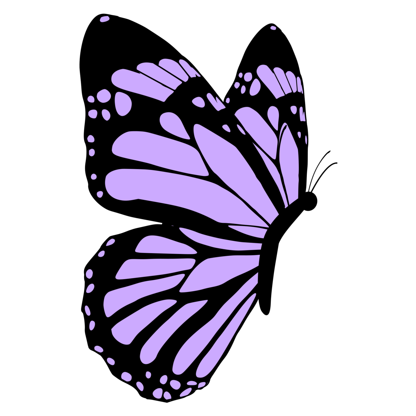 a purple butterfly on a white background