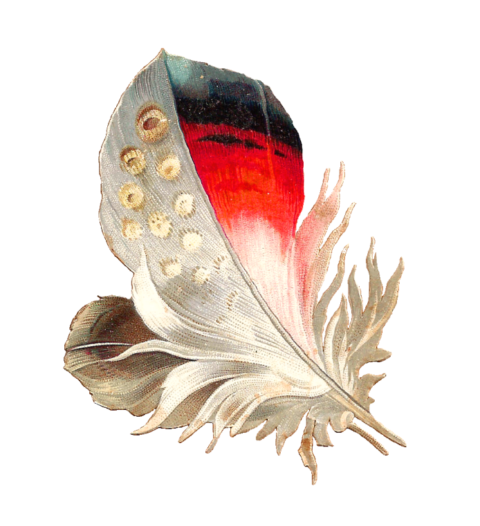 a drawing of a feather on a white background