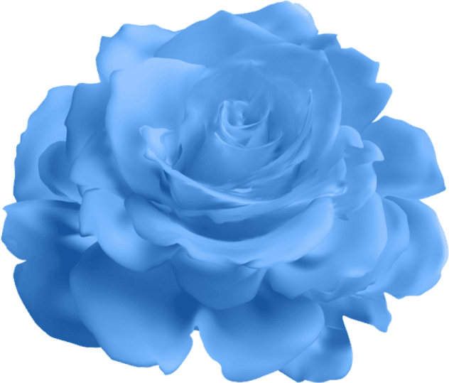 a blue rose on a white background